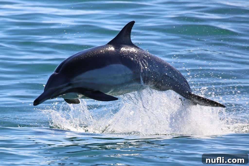 Channel Islands National Park Wildlife Expedition with Island Packers 3 An energetic dolphin soaring gracefully above the water surface, its body glistening under the sun, a captivating sight during a Channel Islands wildlife tour.