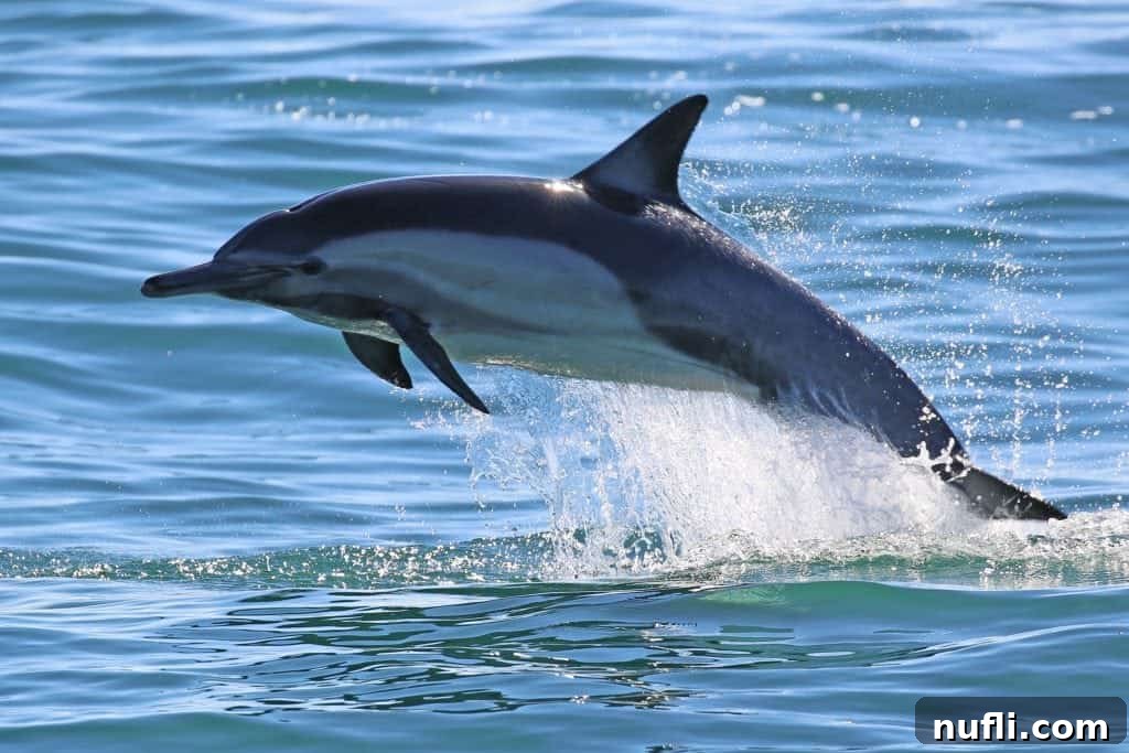 Channel Islands National Park Wildlife Expedition with Island Packers 4 A stunning close-up of a dolphin mid-air, captured in exquisite detail as it leaps from the ocean during an Island Packers Channel Islands wildlife cruise.