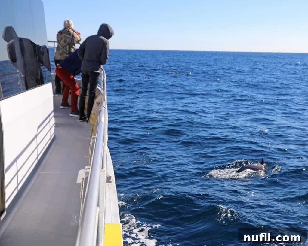 Channel Islands National Park Wildlife Expedition with Island Packers 5 Passengers on a Channel Islands tour boat eagerly observing dolphins jumping from the water, their faces filled with awe and excitement.
