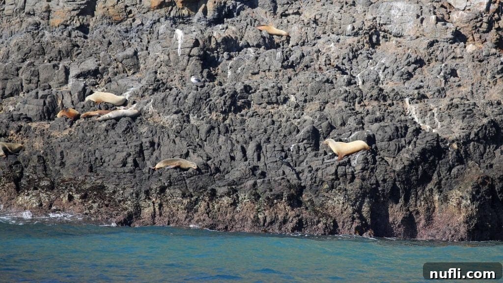 Channel Islands National Park Wildlife Expedition with Island Packers 8 A colony of seals and sea lions lounging on a rocky shoreline, illuminated by the sun, near Channel Islands National Park.