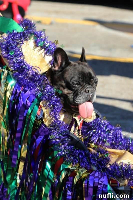 Dog in a stroller decoarted for mardi gras