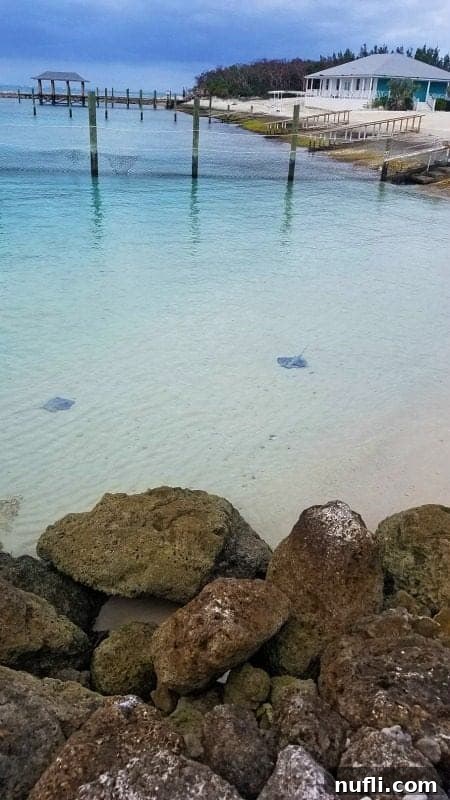 Stingrays gracefully swimming in the clear waters around Balmoral Island, viewed from above