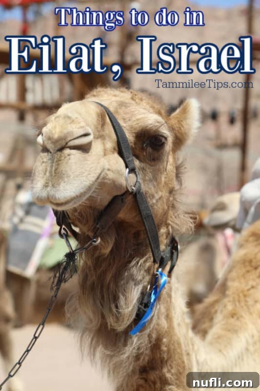 Things to do in Eilat Israel over a camel