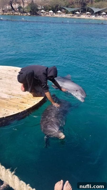 person leaning over a dock patting two bottlenose dolphins