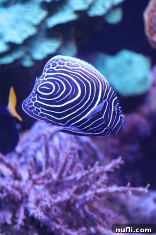 striped tropical fish