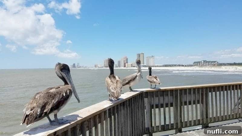 Best Things to Do in Orange Beach and Gulf Shores Alabama 7 Majestic pelicans perched on the Gulf State Park Pier, with the expansive water stretching into the horizon, a typical sight in Gulf Shores.