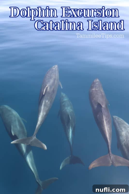 A group of Bottlenose dolphins gracefully swimming in the clear blue waters of Catalina Island during an excursion