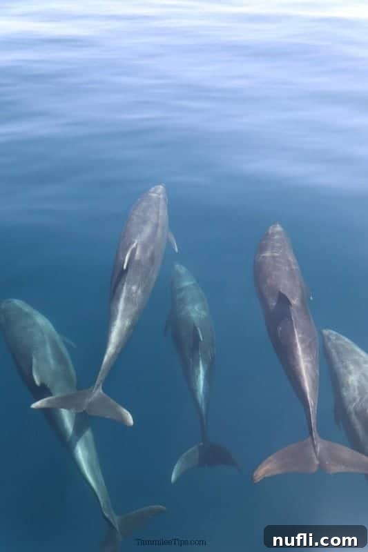 A pod of Bottlenose dolphins playfully swimming in front of the excursion boat, creating bow waves