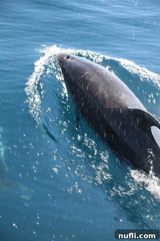 A Bottlenose dolphin gracefully surfacing for air in the ocean waters