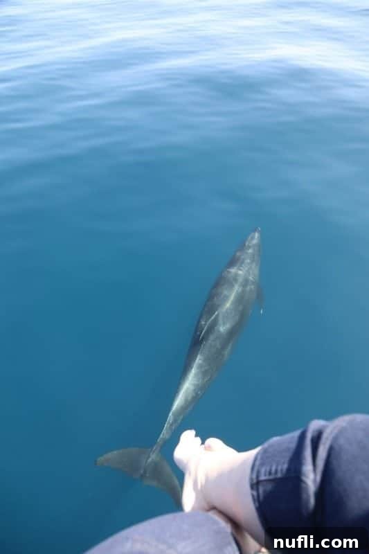 A Bottlenose dolphin swimming directly beneath a pair of feet dangling over the side of the boat, showcasing its proximity