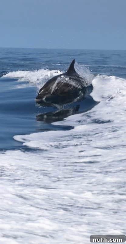 A Bottlenose dolphin joyfully jumping out of the water against a sunny backdrop