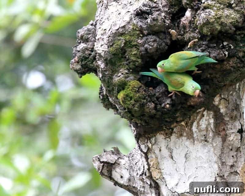Two colorful parakeets perched on a branch, showcasing Costa Rica's rich and vibrant birdlife and the country's appeal for birdwatchers.