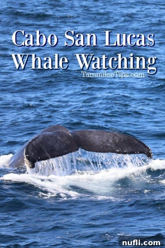A Humpback whale's fluke majestically emerging from the clear waters during a whale watching tour in Cabo San Lucas.