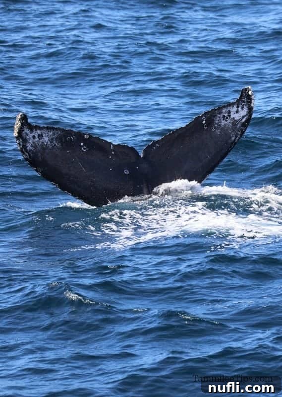 The impressive tail fluke of a Humpback whale dipping into the ocean off the coast of Cabo San Lucas.
