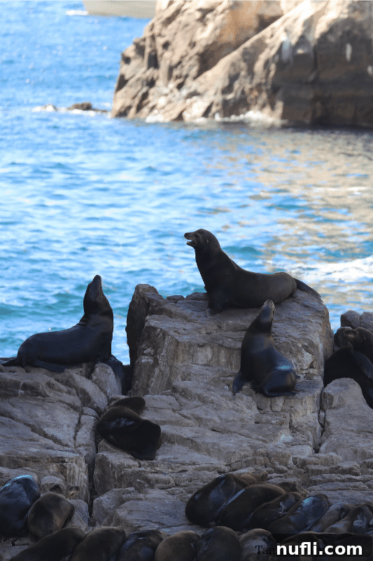 A vibrant colony of sea lions basking on the sun-drenched rocks near El Arco in Cabo San Lucas.
