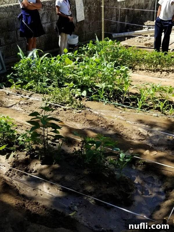 plants in a garden with people standing nearby 