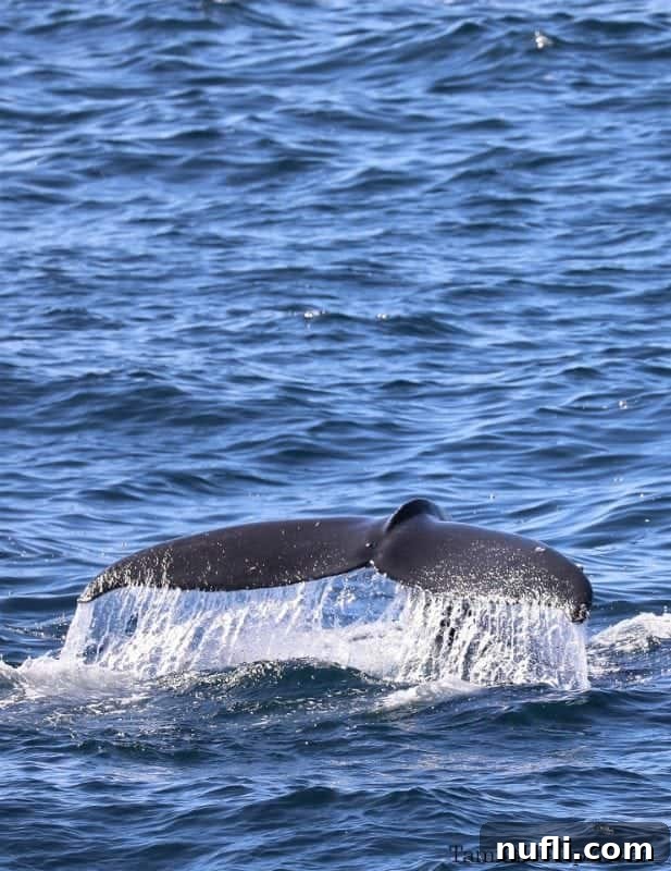 A humpback whale's tail emerging from the ocean, illustrating whale watching opportunities in Cabo San Lucas for cruise visitors.