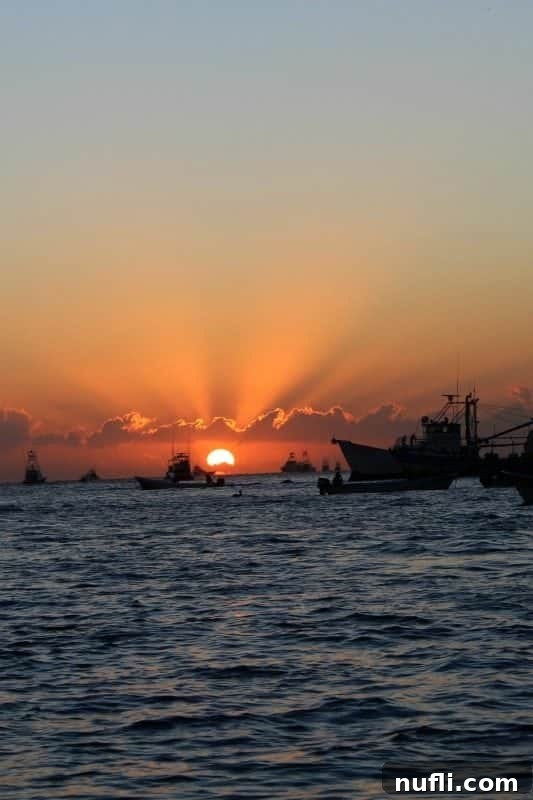 Beautiful sunrise illuminating boats in Cabo San Lucas marina, setting the scene for a perfect day of sport fishing or cruise excursions.