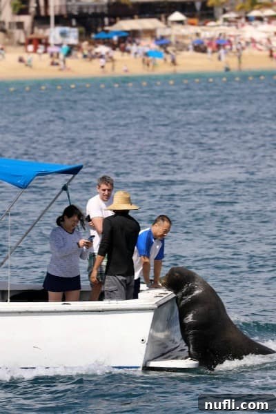 A sea lion playfully interacting with a fishing boat, offering a unique wildlife photography moment for tourists in Cabo San Lucas.