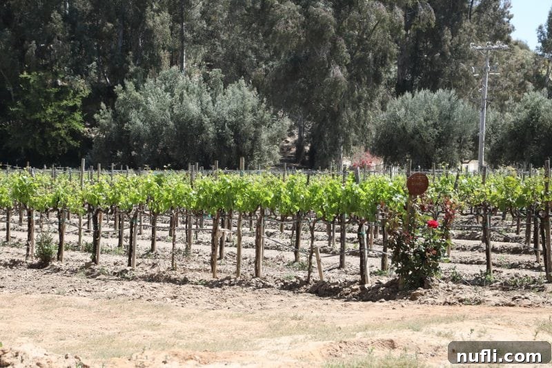 grape vines in a row 