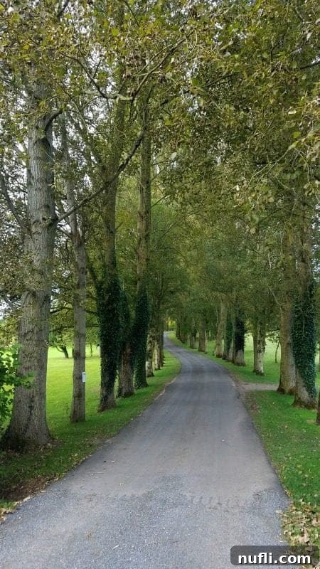 long driveway through trees