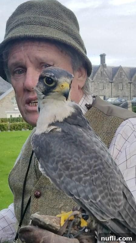 Man holding a small falcon