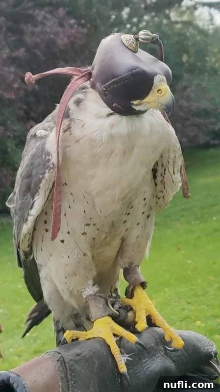 Falcon with its head covered 