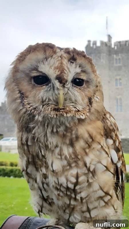 Owl with Kilkea Castle in the background 