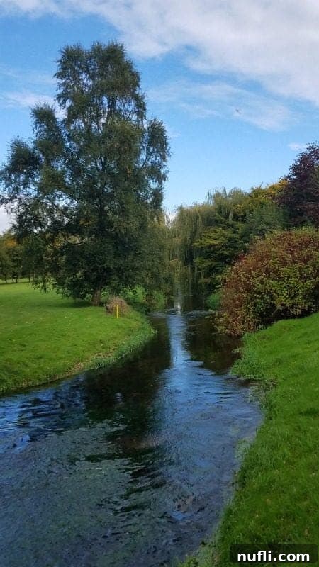small river through trees with grass all around 