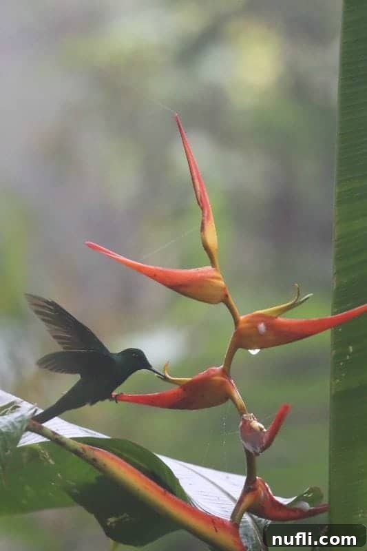 A beautiful hummingbird delicately feeding from a brightly colored tropical flower, showcasing its agile flight.