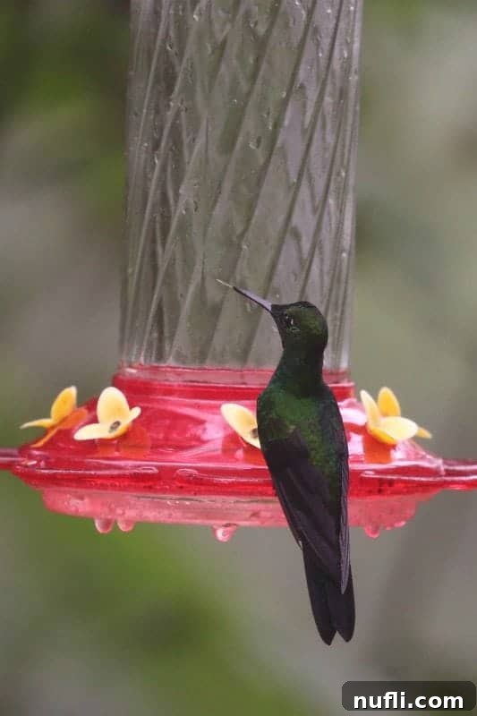 Another stunning view of a hummingbird hovering gracefully at a feeder, its wings a blur of motion.