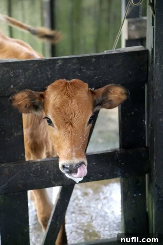 A curious cow humorously captured with its tongue extended upwards towards its nose, showing a playful side of farm life.