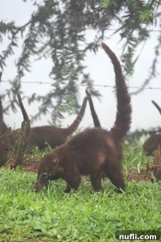 A long-nosed Coati foraging on the vibrant green grass, its distinctive features clearly visible.