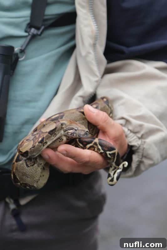 A snake handler carefully holding a snake, showcasing it during a tour.