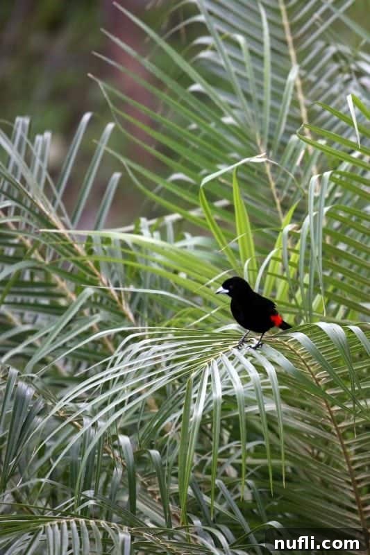 Si Como No Resort Costa Rica Video Tour 6 Black and red tanager on palm fronds
