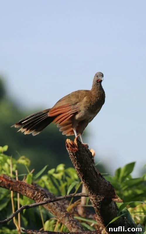 Si Como No Resort Costa Rica Video Tour 7 Grey Headed Chachalaca bird on a branch