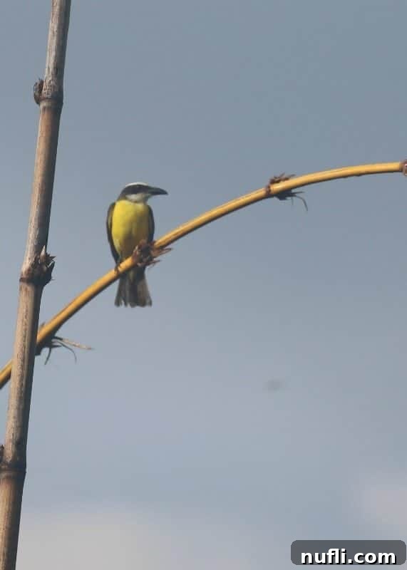 Si Como No Resort Costa Rica Video Tour 8 Boat Billed Flycatcher on a branch