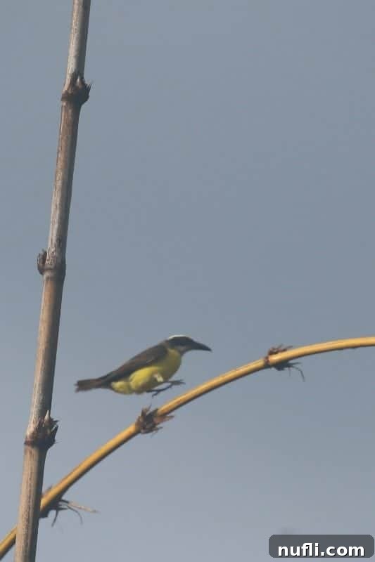 Si Como No Resort Costa Rica Video Tour 9 Bird with red plumage on a stick
