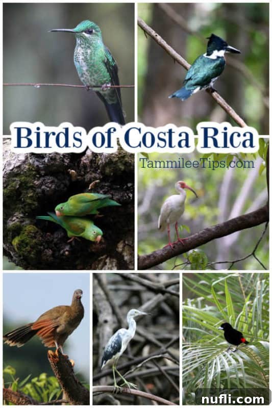 A vibrant collage showcasing various birds of Costa Rica, including hummingbirds, tanagers, and kingfishers, set against a backdrop of lush green foliage.