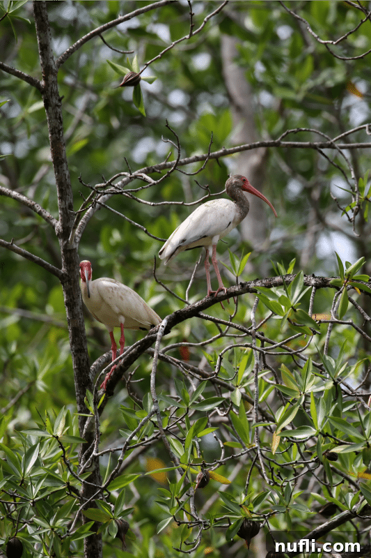 An immature White Ibis, displaying mottled white and brown plumage, perched among dense branches, indicating its transitional stage.