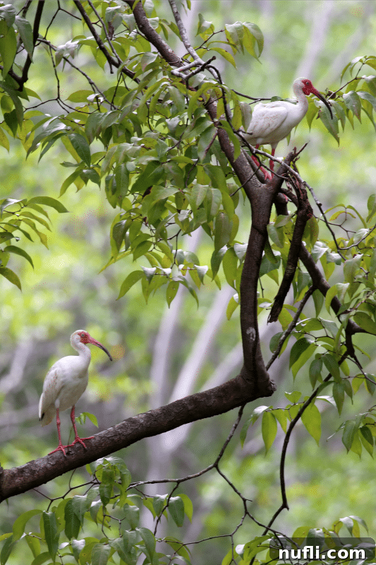 A pristine White Ibis, with its distinctive long, curved orange bill and white feathers, perched gracefully on branches above water.