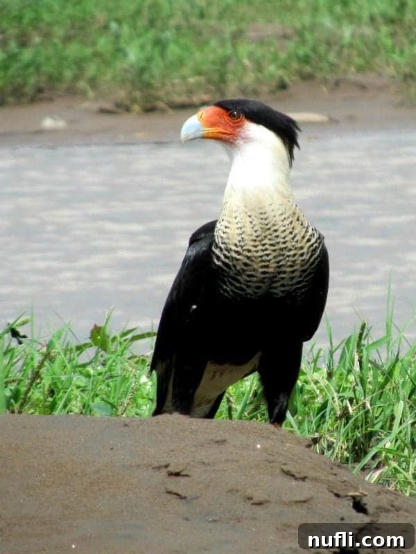 A majestic Crested Caracara, a raptor with a distinctive black crest, white neck, and patterned body, standing on the ground near the Tarcoles River.