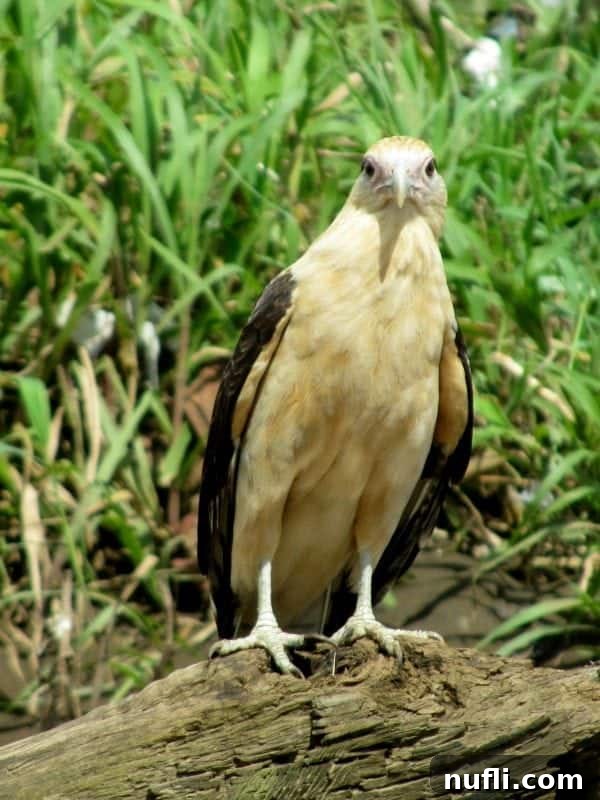 A juvenile Crested Caracara on the ground near the Tarcoles River, showing its less vibrant, brownish plumage compared to an adult.