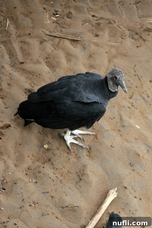 A Black Vulture with its dark plumage and bald, grey head, perched on the ground near a river, appearing watchful.