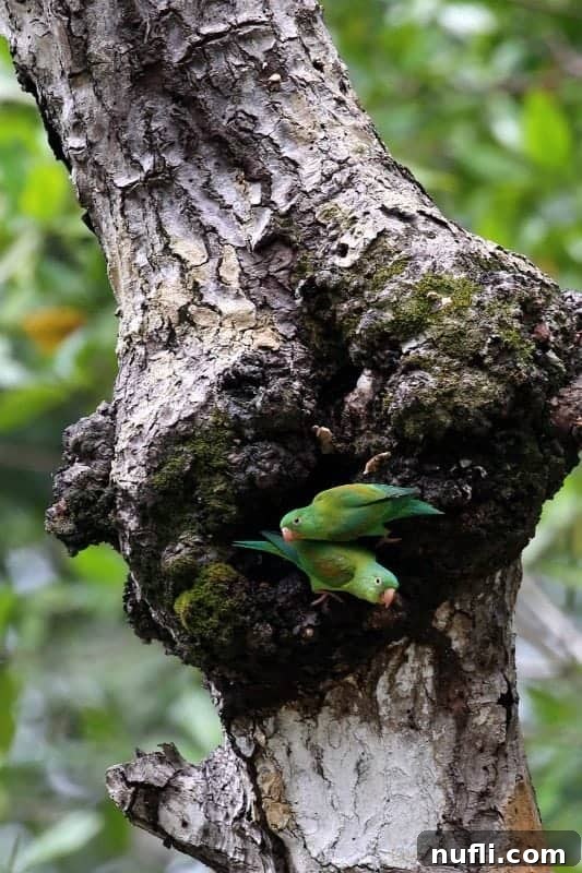 A pair of vibrant Orange-chinned Parakeets with green bodies and distinct orange chins, perched closely on a tree branch, observing their surroundings.