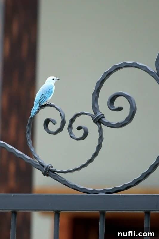A stunning Blue Tanager with its characteristic sky-blue plumage, perched gracefully on a wooden fence post, with hints of green in its wing feathers.