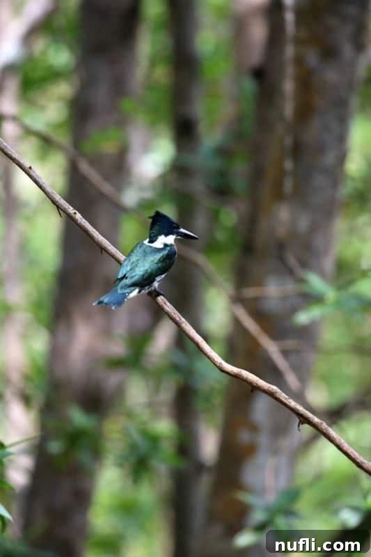 A vibrant Green Kingfisher with distinctive rusty flanks and a prominent crest, keenly observing its reflection or prey from a low branch over water.