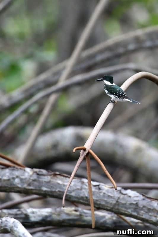 A Green Kingfisher, showcasing its iridescent green back and white belly, perched intently on a branch just above the water, ready to dive.