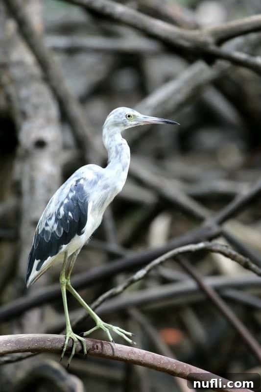 A slender Little Blue Heron, distinguished by its blue-grey plumage and a two-toned bill, standing attentively on a branch over calm water.