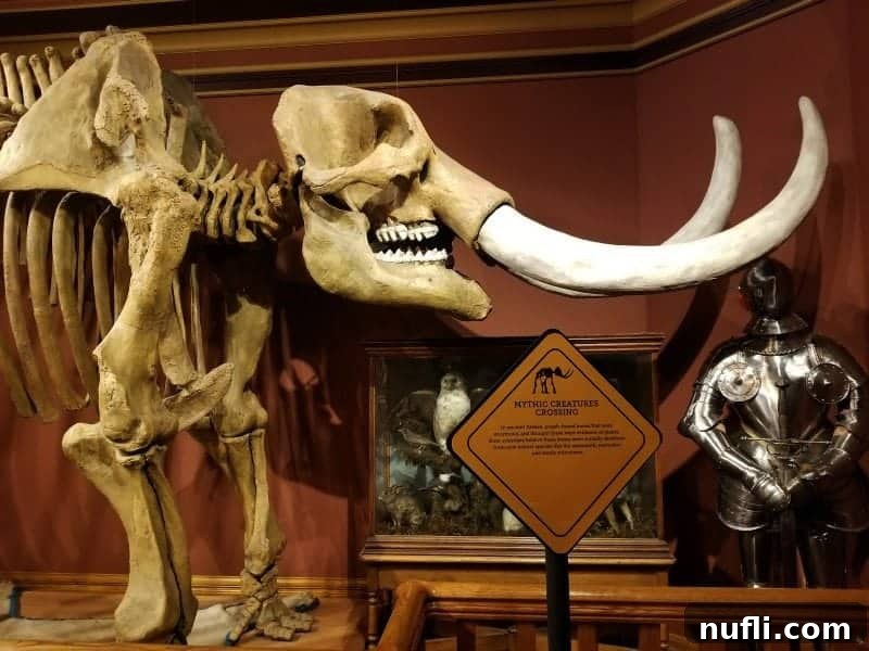 Mammoth skull and bones displayed in a museum
